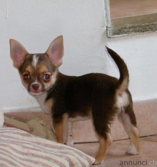 Chihuahua cuccioli Chihuahuacuccioli.jpg Chihuahua cuccioli Chihuahuacuccioli.jpg