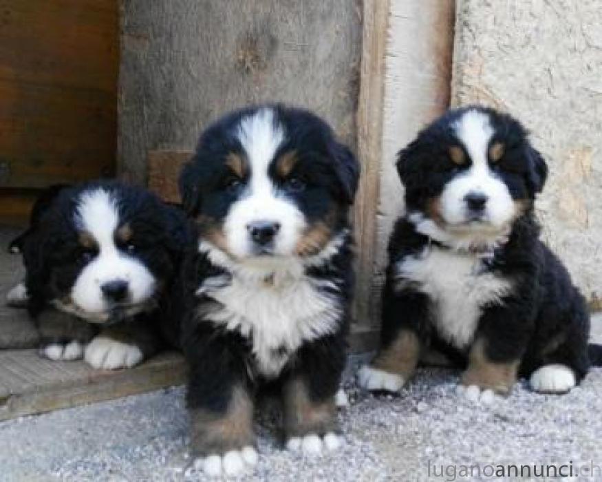 BELLISSIMI CUCCIOLI DI BOVARO DEL BERNESE BELLISSIMICUCCIOLIDIBOVARODELBERNESE.jpg BELLISSIMI CUCCIOLI DI BOVARO DEL BERNESE BELLISSIMICUCCIOLIDIBOVARODELBERNESE.jpg