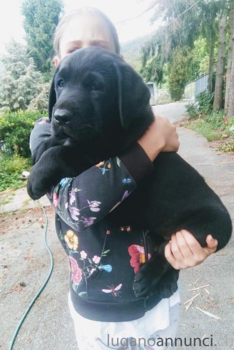 Cuccioli labrador retriever 3 mesi Cucciolilabradorretriever3mesi.jpg Cuccioli labrador retriever 3 mesi Cucciolilabradorretriever3mesi.jpg
