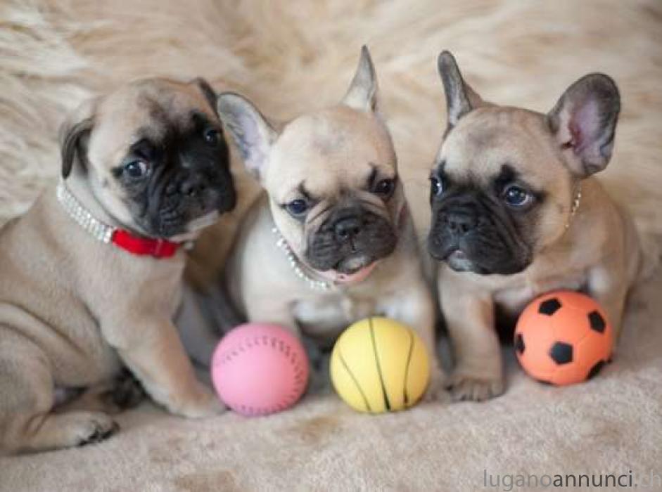 BOULEDOGUE FRANCESE con PEDIGREE BOULEDOGUEFRANCESEconPEDIGREE.jpg BOULEDOGUE FRANCESE con PEDIGREE BOULEDOGUEFRANCESEconPEDIGREE.jpg