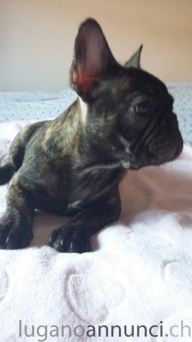 CUCCIOLI DI BOULEDOGUE FRANCESE SELEZIONATI CUCCIOLIDIBOULEDOGUEFRANCESESELEZIONATI.jpg CUCCIOLI DI BOULEDOGUE FRANCESE SELEZIONATI CUCCIOLIDIBOULEDOGUEFRANCESESELEZIONATI.jpg