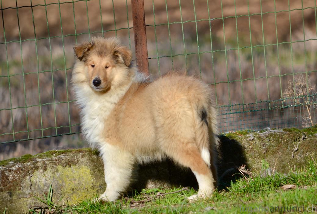 Collies cuccioli (pastore scozzese a pelo lungo) Colliescucciolipastorescozzeseapelolungo.jpg Collies cuccioli (pastore scozzese a pelo lungo) Colliescucciolipastorescozzeseapelolungo.jpg