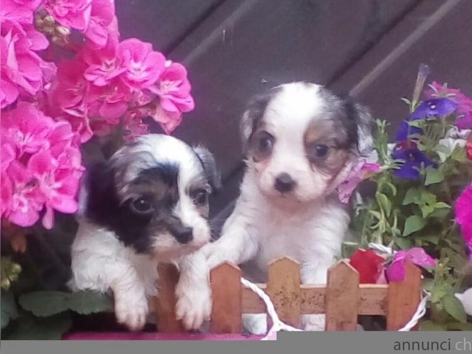 cavalier king Charles disponibili cavalierkingCharlesdisponibili.jpg cavalier king Charles disponibili cavalierkingCharlesdisponibili.jpg