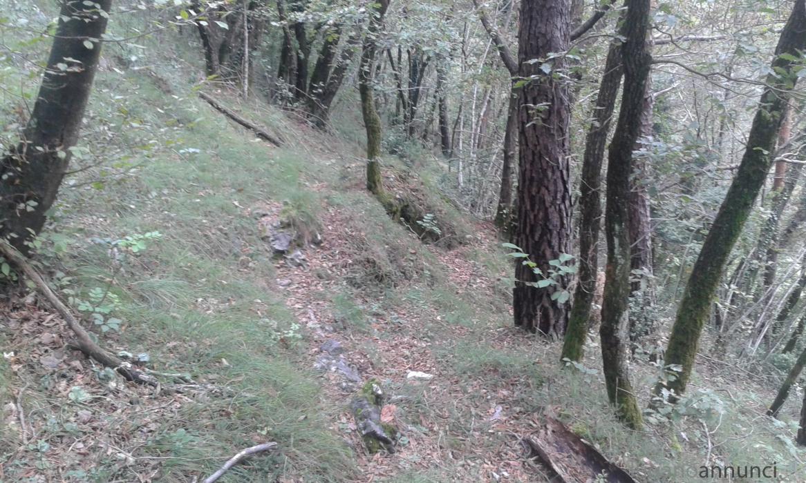 Terreno Agricolo di mq 15000 a Menaggio TerrenoAgricolodimq15000aMenaggio.jpg Terreno Agricolo di mq 15000 a Menaggio TerrenoAgricolodimq15000aMenaggio.jpg