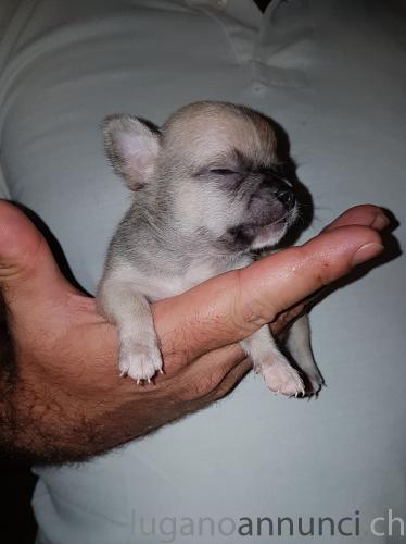 Meravigliosi chihuahua toy Meravigliosichihuahuatoy.jpg Meravigliosi chihuahua toy Meravigliosichihuahuatoy.jpg