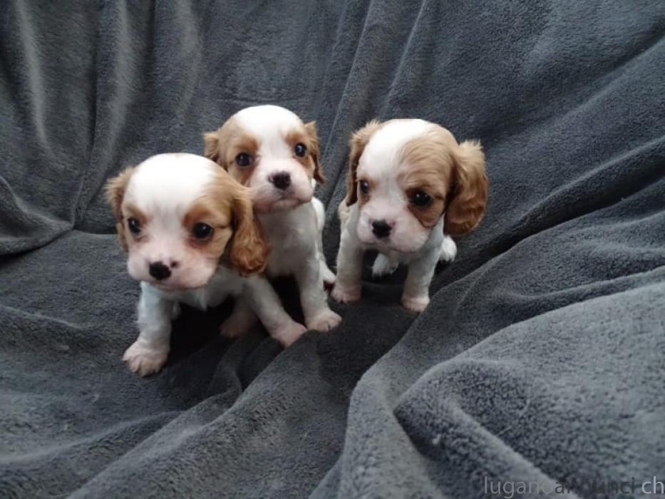 cavalier king bicolor e tricolor cavalierkingbicoloretricolor.jpg cavalier king bicolor e tricolor cavalierkingbicoloretricolor.jpg