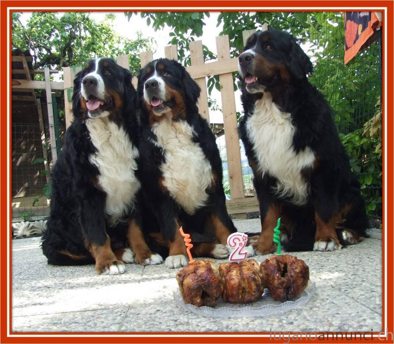 bovaro del bernese bovarodelbernese-5b6d37827a60d.jpg bovaro del bernese bovarodelbernese-5b6d37827a60d.jpg