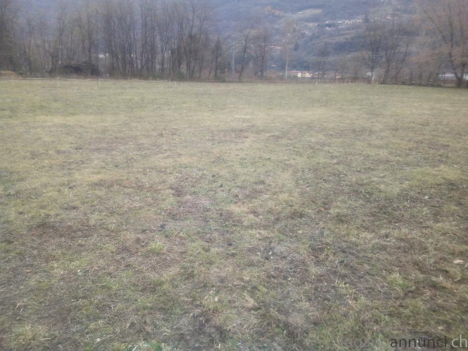 Terreno Agricolo pianeggiante mq 17000 + stalla TerrenoAgricolopianeggiantemq20000stalla-5a1d5ef598066.jpg Terreno Agricolo pianeggiante mq 17000 + stalla TerrenoAgricolopianeggiantemq20000stalla-5a1d5ef598066.jpg