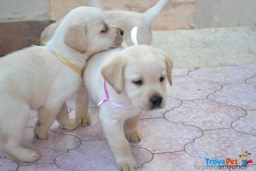 CUCCIOLI DI LABRADOR RETRIVER CUCCIOLIDILABRADORRETRIVER.jpg CUCCIOLI DI LABRADOR RETRIVER CUCCIOLIDILABRADORRETRIVER.jpg