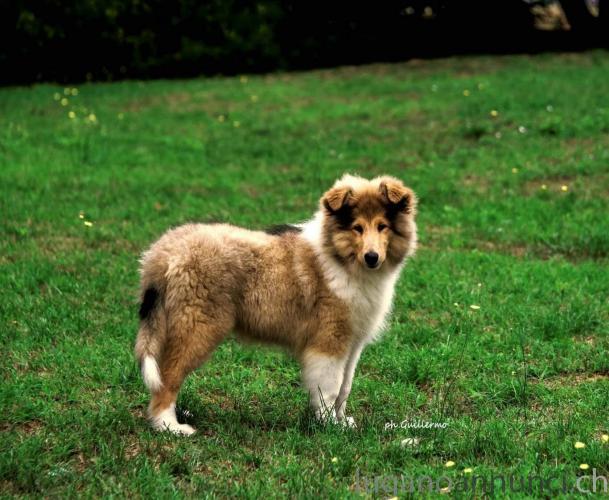 All della verde Scozia. Cuccioli Collies AlldellaverdeScoziaCuccioliCollies.jpg All della verde Scozia. Cuccioli Collies AlldellaverdeScoziaCuccioliCollies.jpg