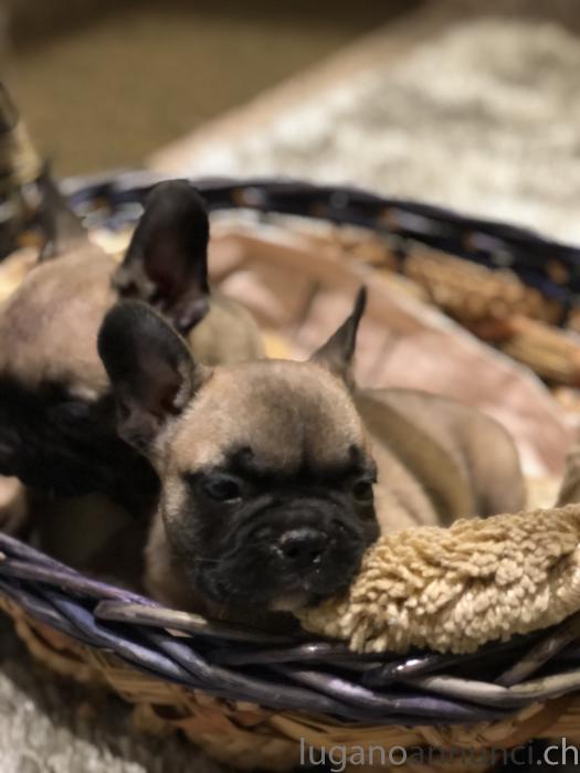 Cucciolo di bulldog francese pedigree enci Cucciolodibulldogfrancesepedigreeenci.jpg Cucciolo di bulldog francese pedigree enci Cucciolodibulldogfrancesepedigreeenci.jpg