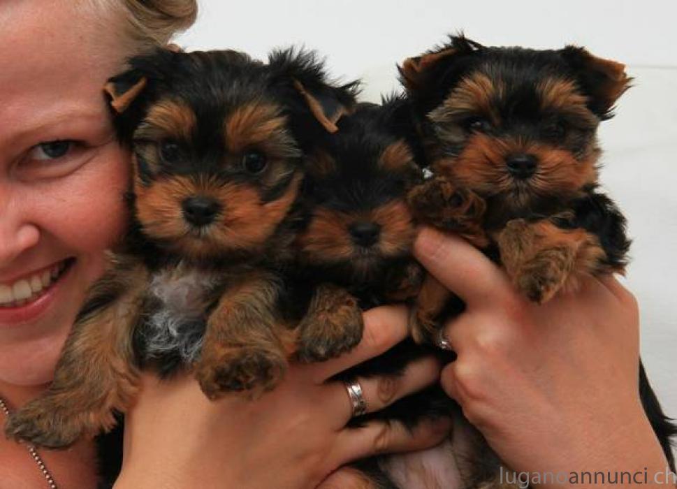 Cucciolo di Yorkshire Terrier CucciolodiYorkshireTerrier.jpg Cucciolo di Yorkshire Terrier CucciolodiYorkshireTerrier.jpg