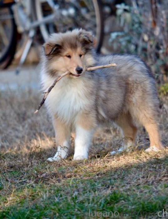 Pastore scozzese a pelo lungo (rough collies) Pastorescozzeseapelolungoroughcollies.jpg Pastore scozzese a pelo lungo (rough collies) Pastorescozzeseapelolungoroughcollies.jpg