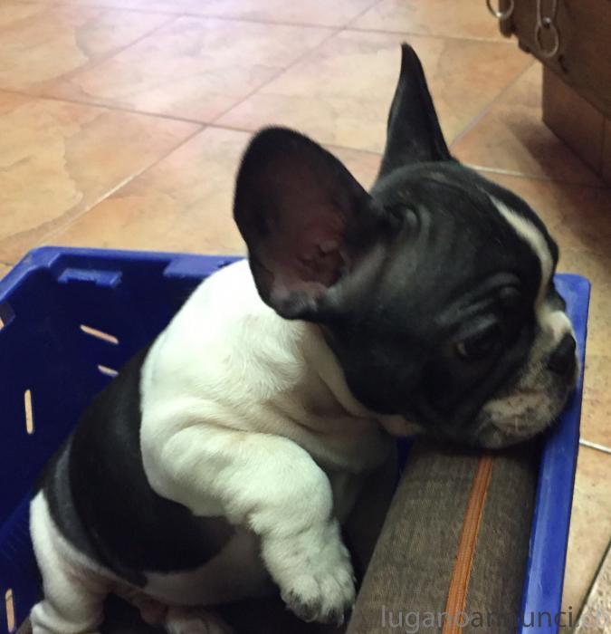Cuccioli di Bouledogue francese 3 mesi CucciolidiBouledoguefrancese3mesi.jpg Cuccioli di Bouledogue francese 3 mesi CucciolidiBouledoguefrancese3mesi.jpg