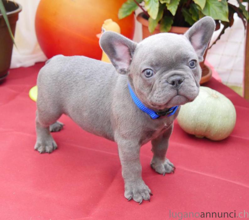 Bouledogue francese cuccioli bianchi e neri Bouledoguefrancesecucciolibianchieneri.jpg Bouledogue francese cuccioli bianchi e neri Bouledoguefrancesecucciolibianchieneri.jpg