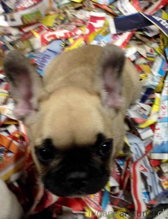 bouledogue di 2 mesi (allevamento italiano) bouledoguedi2mesiallevamentoitaliano.jpg bouledogue di 2 mesi (allevamento italiano) bouledoguedi2mesiallevamentoitaliano.jpg