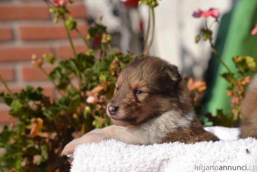 Collie - Pastore Scozzese cuccioli con pedigree ColliePastoreScozzesecuccioliconpedigree.jpg Collie - Pastore Scozzese cuccioli con pedigree ColliePastoreScozzesecuccioliconpedigree.jpg