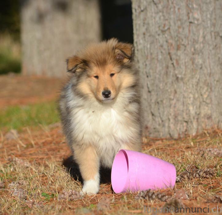 Collies cucciolo pastore scozzese a pelo lungo Colliescucciolopastorescozzeseapelolungo.jpg Collies cucciolo pastore scozzese a pelo lungo Colliescucciolopastorescozzeseapelolungo.jpg
