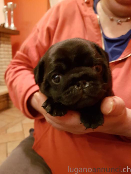 Cuccioli di carlino Cucciolidicarlino.jpg Cuccioli di carlino Cucciolidicarlino.jpg