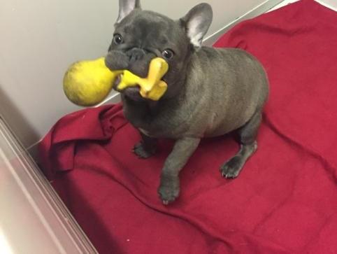 Bouledogue francese:Cucciolo bulldog francese 452905a.jpg Bouledogue francese:Cucciolo bulldog francese 452905a.jpg