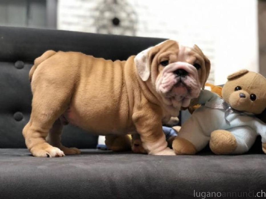 Offro In Regalo regalo bulldog inglese cuccioli con pedigree OffroInRegaloregalobulldoginglesecuccioliconpedigree-5c2f44e477347.jpg Offro In Regalo regalo bulldog inglese cuccioli con pedigree OffroInRegaloregalobulldoginglesecuccioliconpedigree-5c2f44e477347.jpg