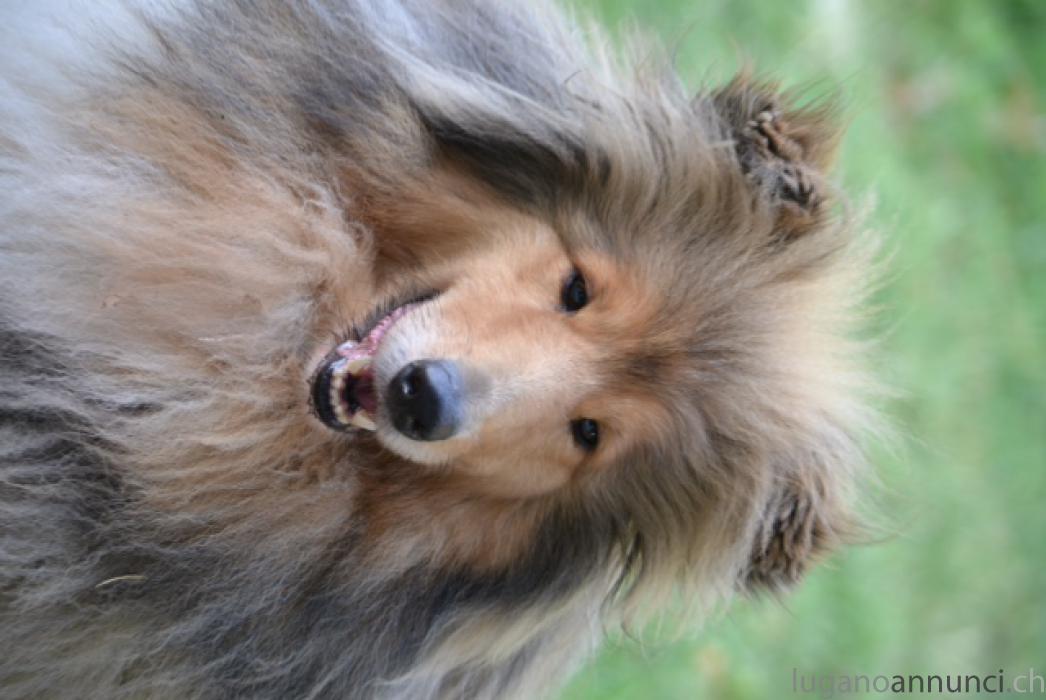 Rough collies Roughcollies.jpg Rough collies Roughcollies.jpg