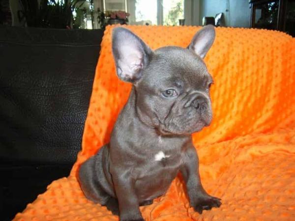 Bouledogue francese: blu cuccioli di campioni 443550a.jpg Bouledogue francese: blu cuccioli di campioni 443550a.jpg