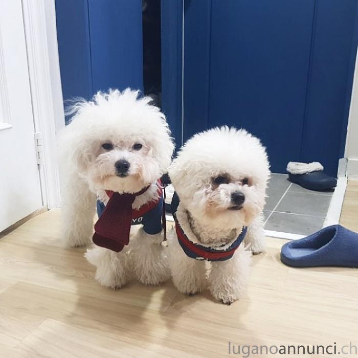 Cuccioli di Bichon Frise pura CucciolidiBichonFrisepura.jpg Cuccioli di Bichon Frise pura CucciolidiBichonFrisepura.jpg