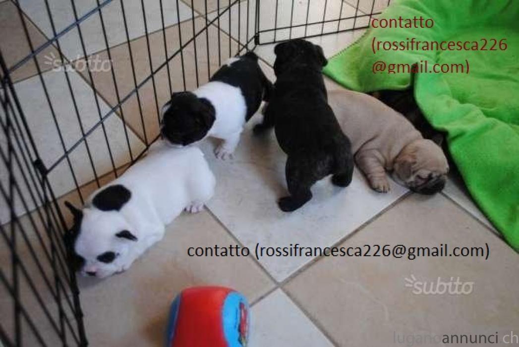 Bulldog francese Bulldogfrancese.jpg Bulldog francese Bulldogfrancese.jpg