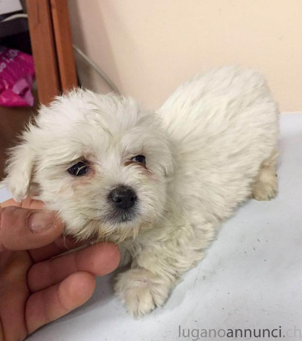 fantastici cuccioli di maltese fantasticicucciolidimaltese.jpg fantastici cuccioli di maltese fantasticicucciolidimaltese.jpg