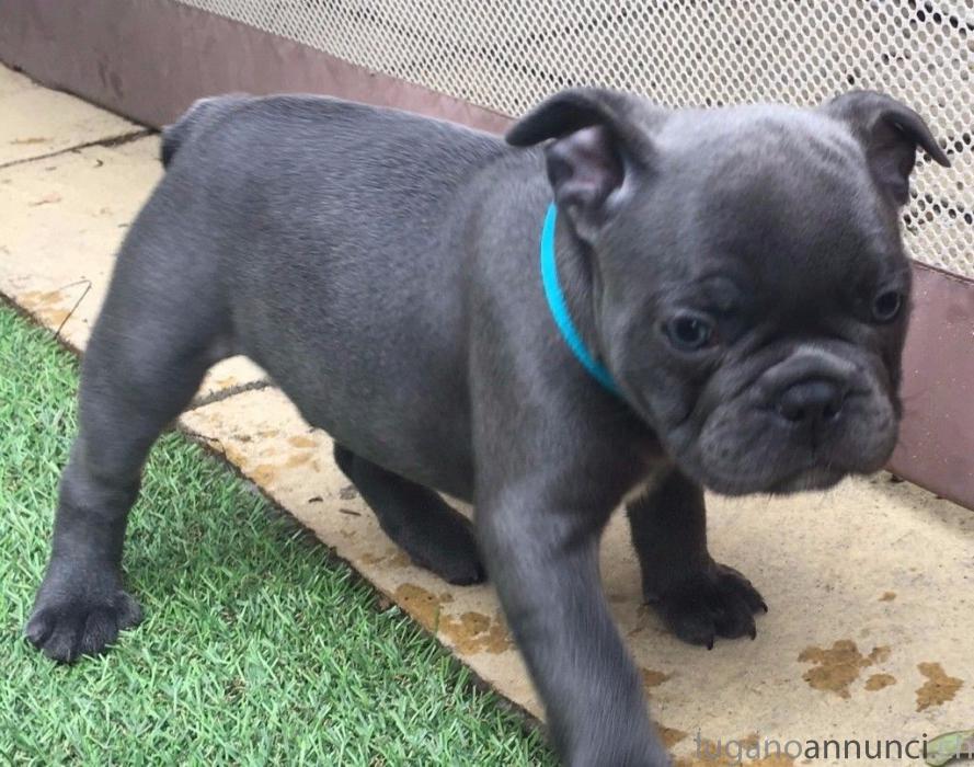 Cucciolo bulldog francese. Cucciolobulldogfrancese.jpg Cucciolo bulldog francese. Cucciolobulldogfrancese.jpg