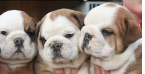 Cuccioli di Bulldog inglese con pedigree 453629a.jpg Cuccioli di Bulldog inglese con pedigree 453629a.jpg