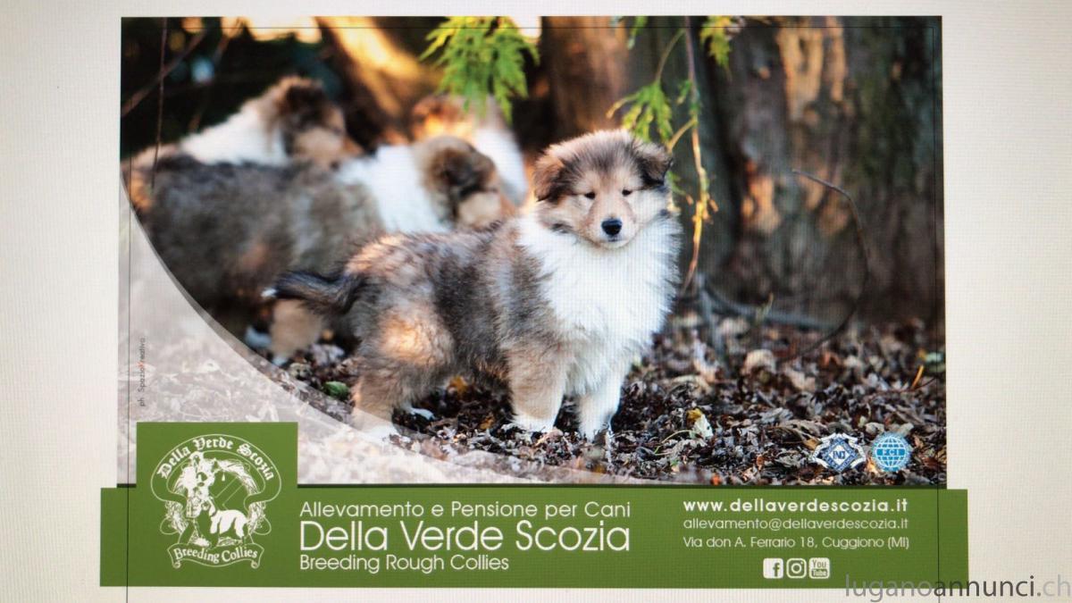 Collies cuccioli All della vera scozia ColliescuccioliAlldellaverascozia.jpg Collies cuccioli All della vera scozia ColliescuccioliAlldellaverascozia.jpg
