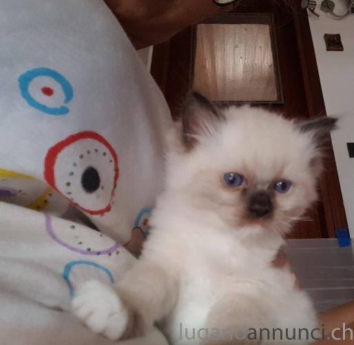 Cuccioli ragdoll Cuccioliragdoll.jpg Cuccioli ragdoll Cuccioliragdoll.jpg