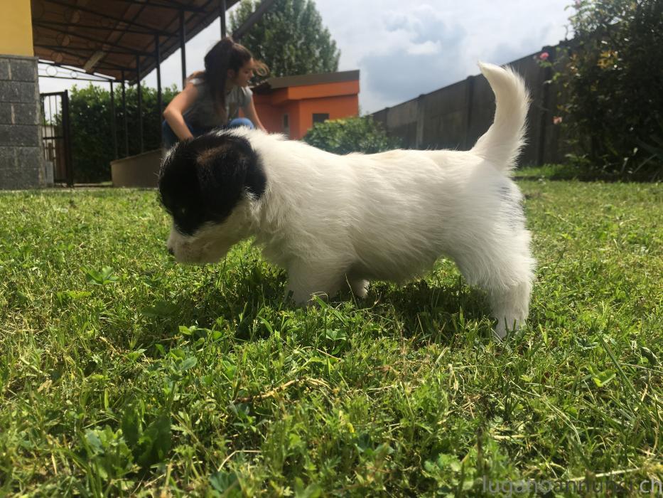 Cuccioli di Jack Russell CucciolidiJackRussell.jpg Cuccioli di Jack Russell CucciolidiJackRussell.jpg