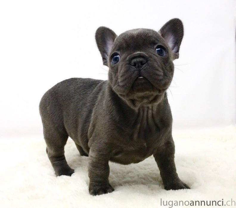 Cucciolo blu bulldog francese. Cuccioloblubulldogfrancese.jpg Cucciolo blu bulldog francese. Cuccioloblubulldogfrancese.jpg
