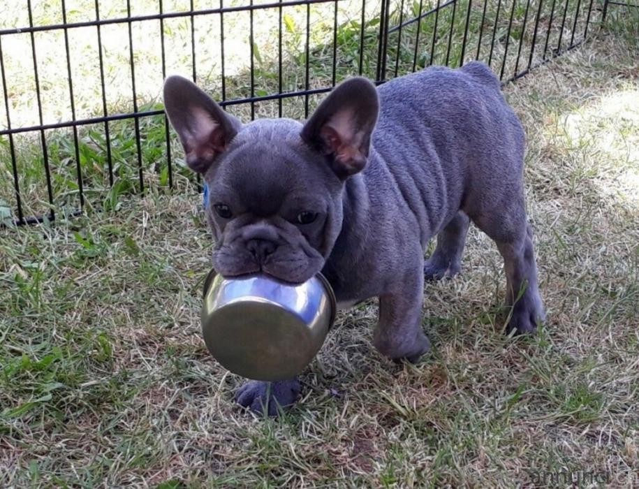 cuccioli di Bulldog Francese blu cucciolidiBulldogFranceseblu.jpg cuccioli di Bulldog Francese blu cucciolidiBulldogFranceseblu.jpg