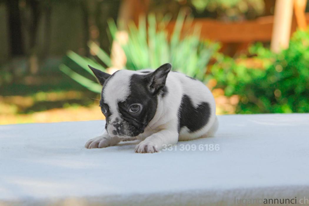 Bouledogue Francese Bianca Nera BouledogueFranceseBiancaNera.jpg Bouledogue Francese Bianca Nera BouledogueFranceseBiancaNera.jpg
