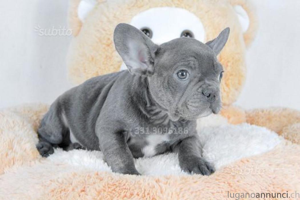 cucciolo maschio di bullo francese cucciolomaschiodibullofrancese.jpg cucciolo maschio di bullo francese cucciolomaschiodibullofrancese.jpg