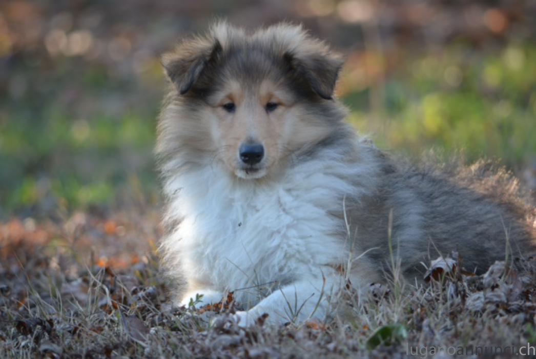 Collies cuccioli (rough Collies) pastori scozzesi a pelo lungo ColliescuccioliroughColliespastoriscozzesiapelolungo.jpg Collies cuccioli (rough Collies) pastori scozzesi a pelo lungo ColliescuccioliroughColliespastoriscozzesiapelolungo.jpg