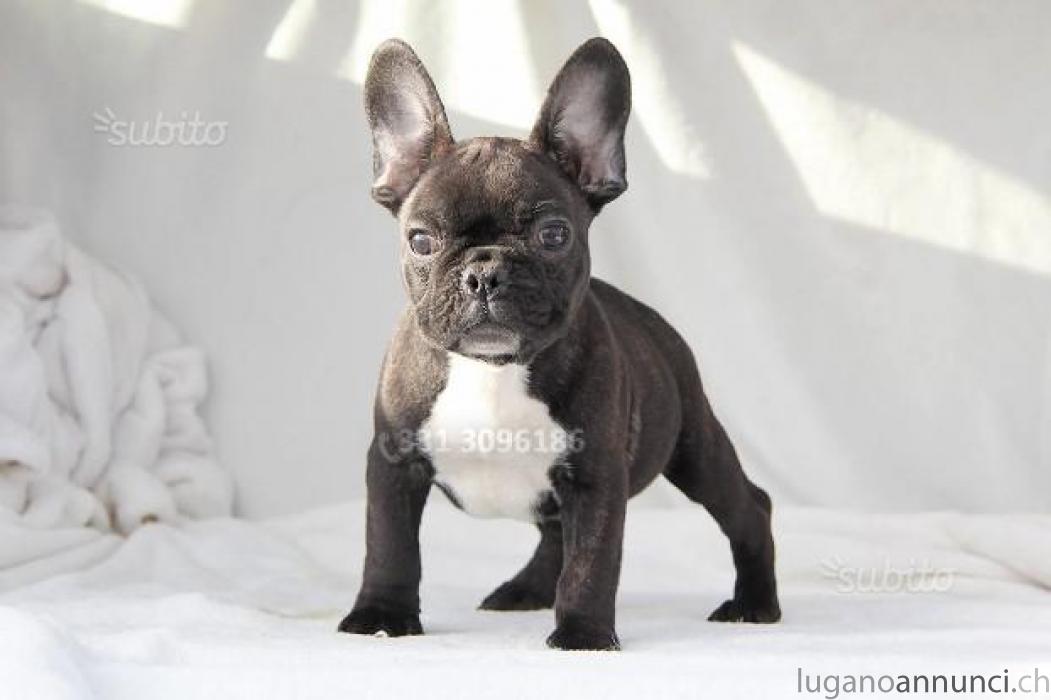 Cucciolo di Bouledogue Francese in pronta consegna CucciolodiBouledogueFranceseinprontaconsegna.jpg Cucciolo di Bouledogue Francese in pronta consegna CucciolodiBouledogueFranceseinprontaconsegna.jpg