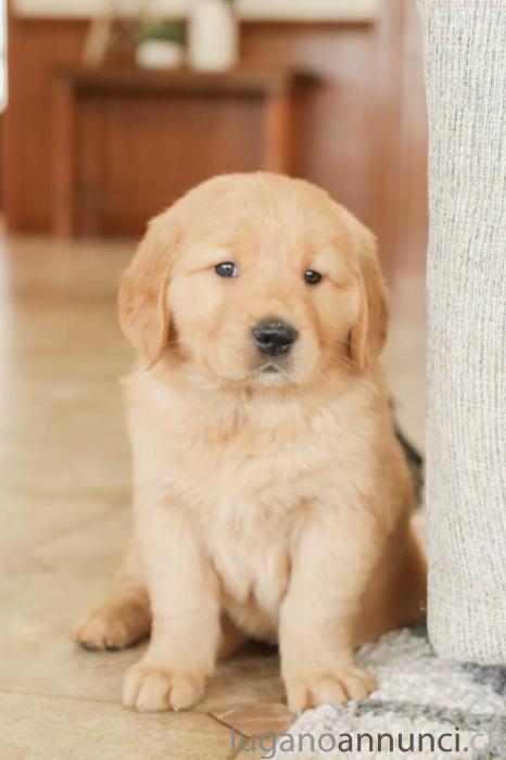 Stupendi cuccioli di Golden Retriever StupendicucciolidiGoldenRetriever.jpg Stupendi cuccioli di Golden Retriever StupendicucciolidiGoldenRetriever.jpg