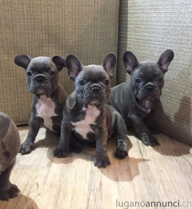 bouledogue francese whatsapp:+4915216798596 bouledoguefrancesewhatsapp4915216798596.jpg bouledogue francese whatsapp:+4915216798596 bouledoguefrancesewhatsapp4915216798596.jpg