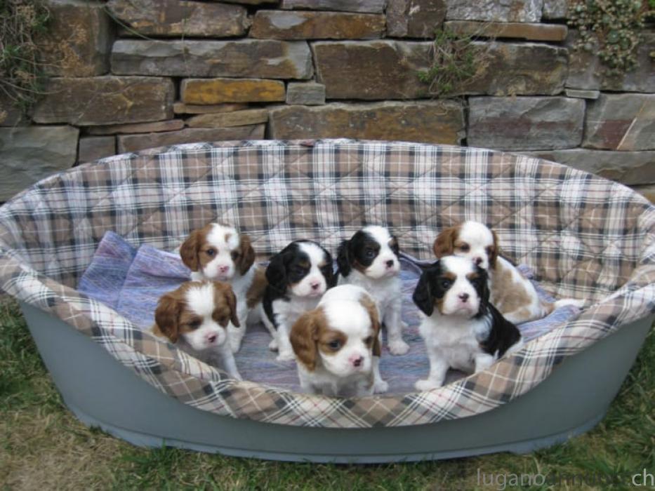 cavalier king Charles disponibili cavalierkingCharlesdisponibili.jpg cavalier king Charles disponibili cavalierkingCharlesdisponibili.jpg