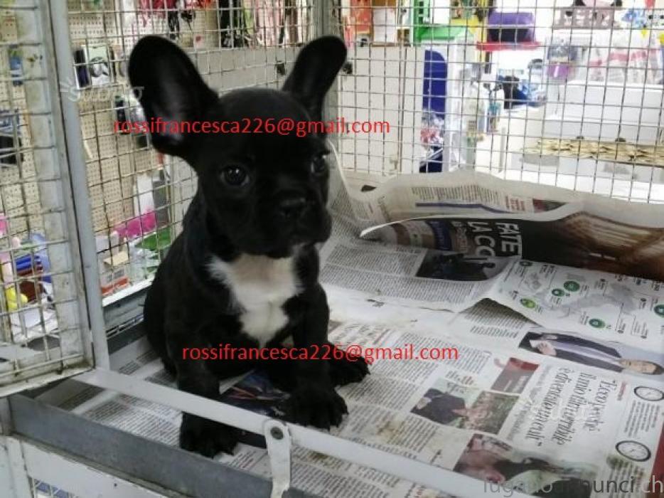 Bouledogue Francese Femmina NERA BouledogueFranceseFemminaNERA.jpg Bouledogue Francese Femmina NERA BouledogueFranceseFemminaNERA.jpg