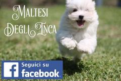 allevamento maltesi cuccioli disponibili allevamentomaltesicucciolidisponibili1.jpg allevamento maltesi cuccioli disponibili allevamentomaltesicucciolidisponibili1.jpg