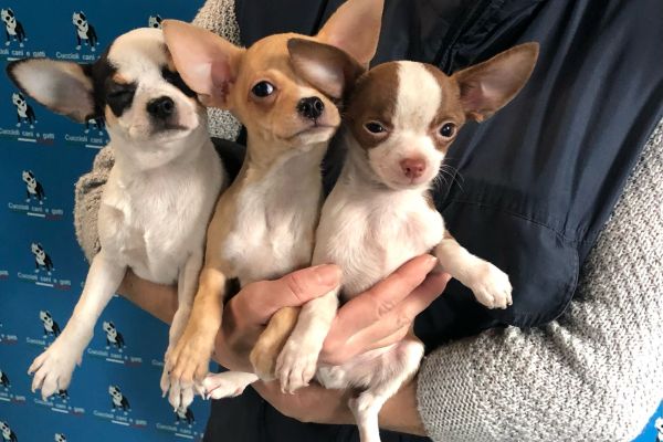 chihuahua chihuahua1.jpg