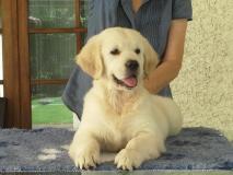 Golden retriever Goldenretriever1.jpg Golden retriever Goldenretriever1.jpg