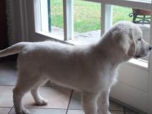 Golden retriever Goldenretriever12.jpg Golden retriever Goldenretriever12.jpg