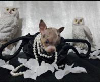 Chihuahua pelo raso bianco contesta merle toy Chihuahuapelorasobiancocontestamerletoy12345.jpg Chihuahua pelo raso bianco contesta merle toy Chihuahuapelorasobiancocontestamerletoy12345.jpg